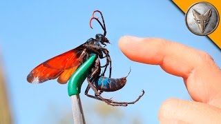 Brave Wilderness  STUNG by a TARANTULA HAWK [upl. by Adnohsak]