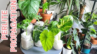 How To Do Perlite Propagation Properly And Its Benefits Rubys Plants [upl. by Dorey162]