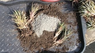 How to repot Haworthia Aloes and Gasterias [upl. by Aynotal729]