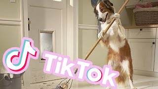 Que linda te ves trapeando esperancita  Tik Tok de perritos [upl. by Irtimid]