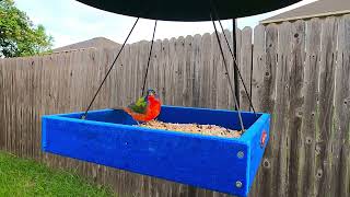 RARE BIRD  SUPER CHONK vs FANCY FEAST  Painted Bunting  Southwest Birds [upl. by Eihpos169]