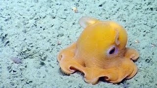 Shy Octopus Hides Inside Its Own Tentacles  Nautilus Live [upl. by Yekciv]