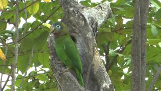 BIRDING ADVENTURES TV JAMAICA 28 ENDEMICS [upl. by Luhar786]