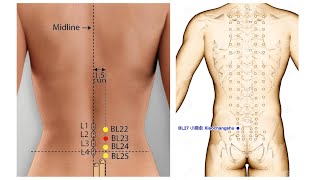BLADDER CHANNEL OF FOOT TAIYANG BL2227 [upl. by Ingra]