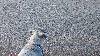 When Standard Schnauzer sees a cat [upl. by Cirtap]