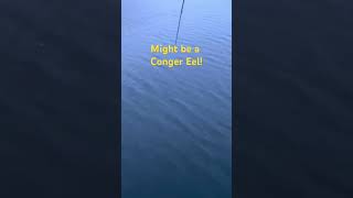 Might be a conger eel fishing fish angling angler seafishing seafish conger cod skate [upl. by Marolda]