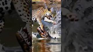 Nat geo wild🐅 shorts  yt short tiger animal life wildlife [upl. by Jaine833]