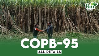 New Sugarcane Variety Copb 95  Features  New Planting Method  Cultivation  Harvesting amp Yield [upl. by Puff]