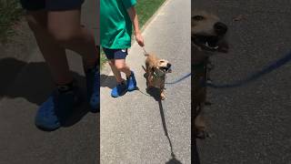 😲 I can’t believe this worked  walking dachshund shorts [upl. by Materi]