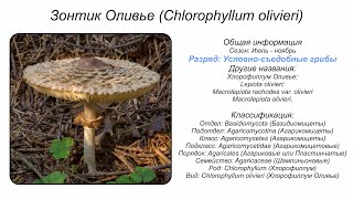 Хлорофиллум Оливье Chlorophyllum olivieri [upl. by Wawro]