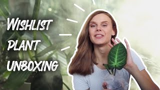 UNBOXING 15 WISHLIST PLANT Anthurium Villenaorum amp Variegated Peace Lily [upl. by Meil]