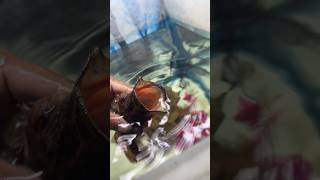 Monster 👿 fish stone catfish or kabutar koi fish monsterfish monstertank shortvideo fishfood [upl. by Lyret394]