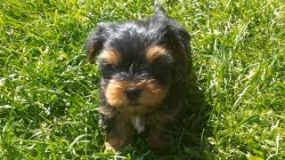 Sweet Yorkie Puppies playing together  Słodkie Szczeniaki York bawią się [upl. by Tsyhtema]