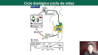 Tema Cyclospora cayetanensis [upl. by Ilrebmik]