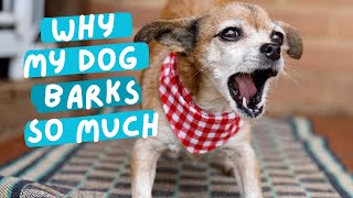 Why dogs BARK too much [upl. by Rubens]