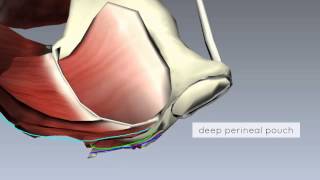 Pelvic Floor Part 2  Perineal Membrane and Deep Perineal Pouch  3D Anatomy Tutorial [upl. by Melentha757]