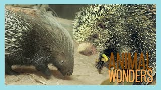 Our Two Porcupines Kemosabe amp Kizmit [upl. by Joshua]