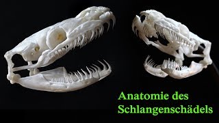 Schlangen  Anatomie des Schädels [upl. by Charlene]