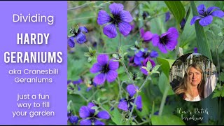 Dividing Hardy Geraniums Cranesbill Geraniums [upl. by Rand178]