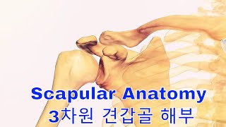 3차원 견갑골 해부 어깨의 구조 탐험 3D Scapular Anatomy Exploring the Structure of the Shoulder [upl. by Norrat]