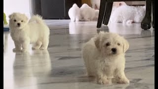 Maltese Puppies [upl. by Worthington496]