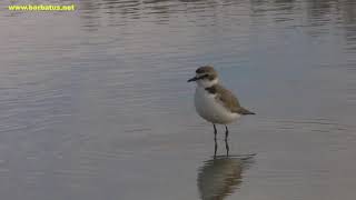 Chorlitejo patinegro  Charadrius alexandrinus  Kentish Plover [upl. by Enilram111]