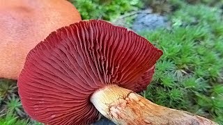 Cortinarius semisanguineus  POLUKRVNA KOPRENKA [upl. by Giuseppe]