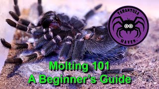 Molting 101  A Beginners Guide [upl. by Lav]