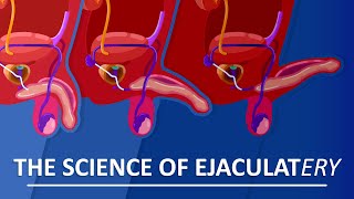 Behind The Sperm and Ejaculation [upl. by Enuahs]