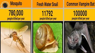 Most Deadliest Animals In The World [upl. by Ynoep]