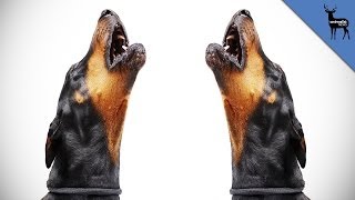 Why Do Dogs Howl [upl. by Ahsieyk]