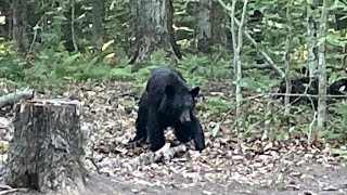 Black Bear at Limekiln Lake State Park Inlet NY [upl. by Peppard]