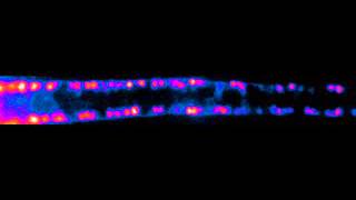 Firing of the motor neurons in the spinal cord of zebrafish [upl. by Coop]