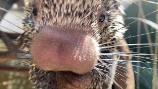 Prehensiletailed Porcupine Quilliam Enjoys a Snack [upl. by Suirred814]