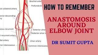 ARTERIAL ANASTOMOSIS AROUND ELBOW JOINT [upl. by Nollie485]