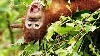 These Orangutans Get a Crash Course in Nest Building [upl. by Annerb]