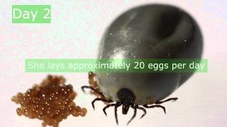 Ixodes ricinus reproduction [upl. by Darin]