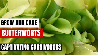 How to Grow and Care for Butterworts Captivating Carnivorous Plants [upl. by Rednael]