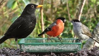 Garden Birds  Oiseaux de Jardin  Gartenvögel  Tuinvogels  Trädgårdsfåglar [upl. by Yve100]