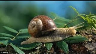 The Experts Guide to Finding Snails [upl. by Clava]