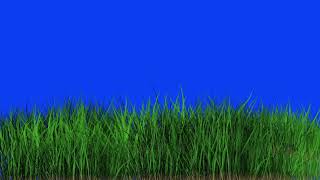 Grass waving in wind blue screen video [upl. by Eerahs]