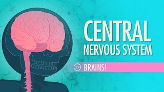 Central Nervous System Crash Course Anatomy amp Physiology 11 [upl. by Anderea615]