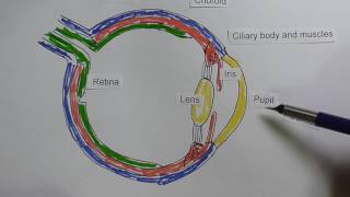 Eye 1 Anatomy [upl. by Maletta613]