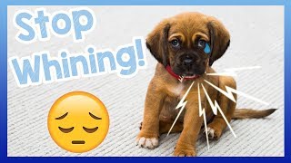 How to Stop Your Dog from Whining Tips for How to Get Your Dog to Stop Crying and Whining [upl. by Trask]