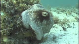 Camouflaged Octopus Makes Marine Biologist Scream Bloody Murder [upl. by Airahcaz292]