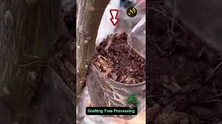 Grafting tree Processing shortvideo plants viral gardeing shorts shortsyoutube [upl. by Llireva]