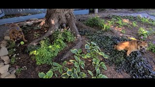 After 2 years bareroot Astilbe plants bloom [upl. by Hselin]