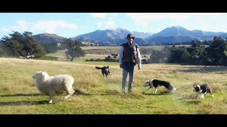 sheep herding demonstrationNew Zealand [upl. by Hoeve696]