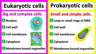 EUKARYOTIC CELLS vs PROKARYOTIC CELLS  Whats the difference [upl. by Waylan]