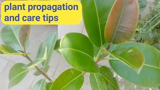 Rubber plant Ko ugane Ka Tarika how to grow rubber plant and care tips rubber plant propagation [upl. by Refotsirc928]